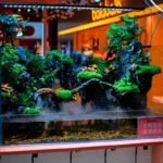 aquascape tank setup aquanabzi dubai
