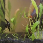 black angelfish aquarium aquanabzi dubai