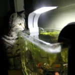 cat aquarium tank aquanabzi dubai