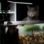 cat watching aquarium aquanabzi dubai
