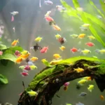 colorful tropical fish aquanabzi dubai