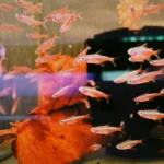neon tetra fish aquanabzi dubai
